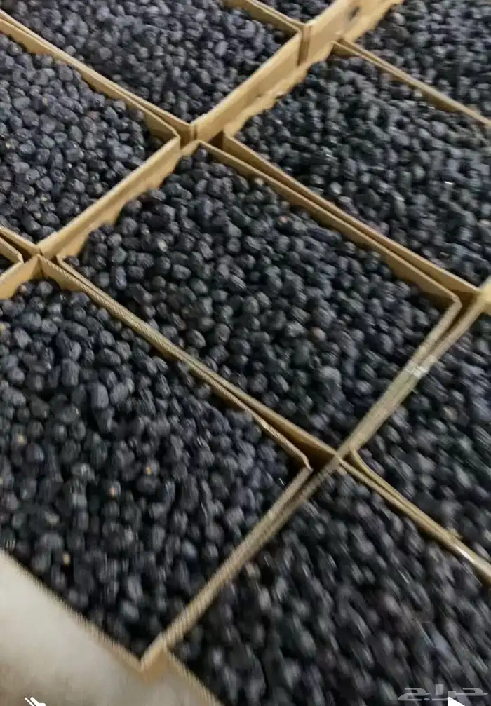 تمر عجوه للبيع 1