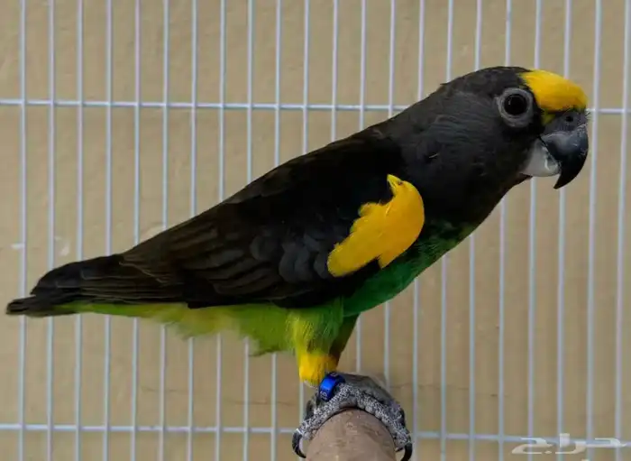 لعشاق النوادر فروخ ببغاء ماير 0