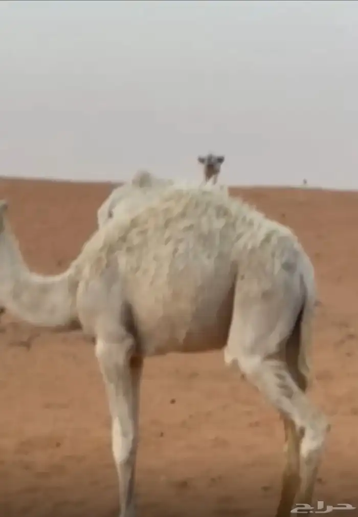 للبيع عشراء تحتها قعود 3