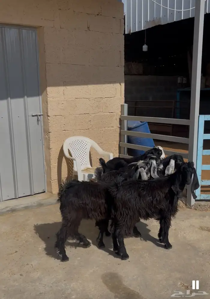 أبو محمد VIP للذبائح للبيع في الرياض ذبح وتوصيل اي وقت 3