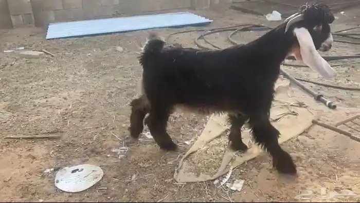 تيوس عوارض صنف 6