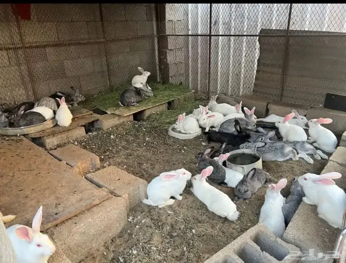 ارانب هجين فرنسي مع بلدي 0