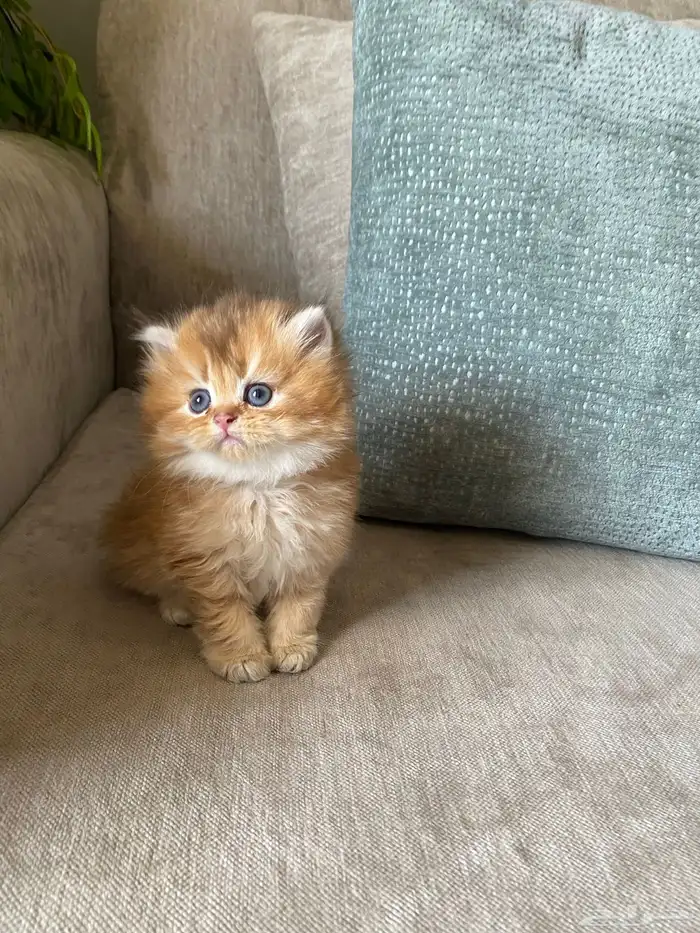 قطط للبيع سكوتش 4