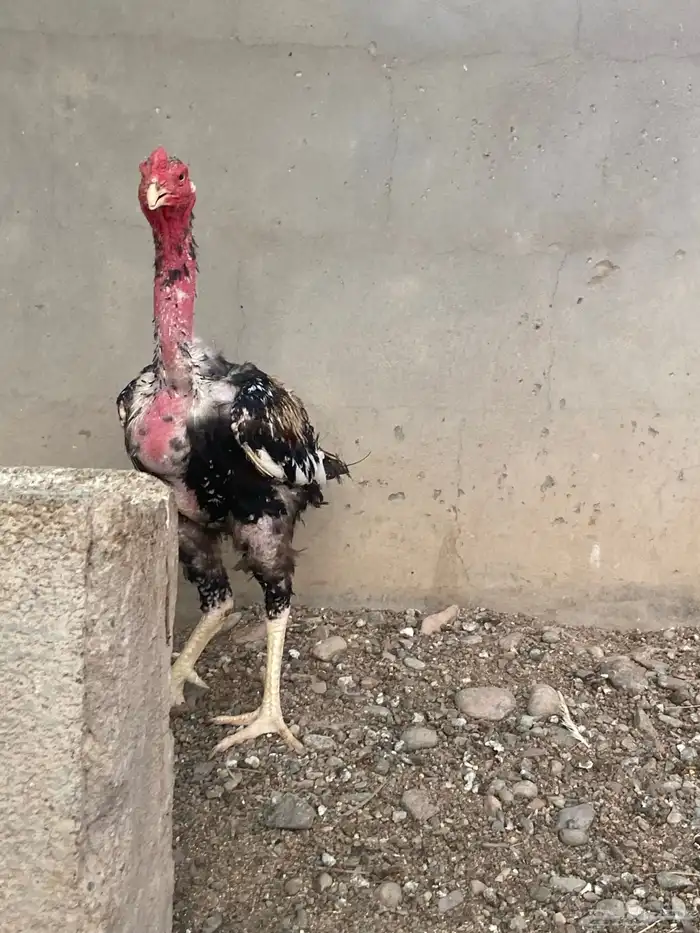 ديك باكستاني 0