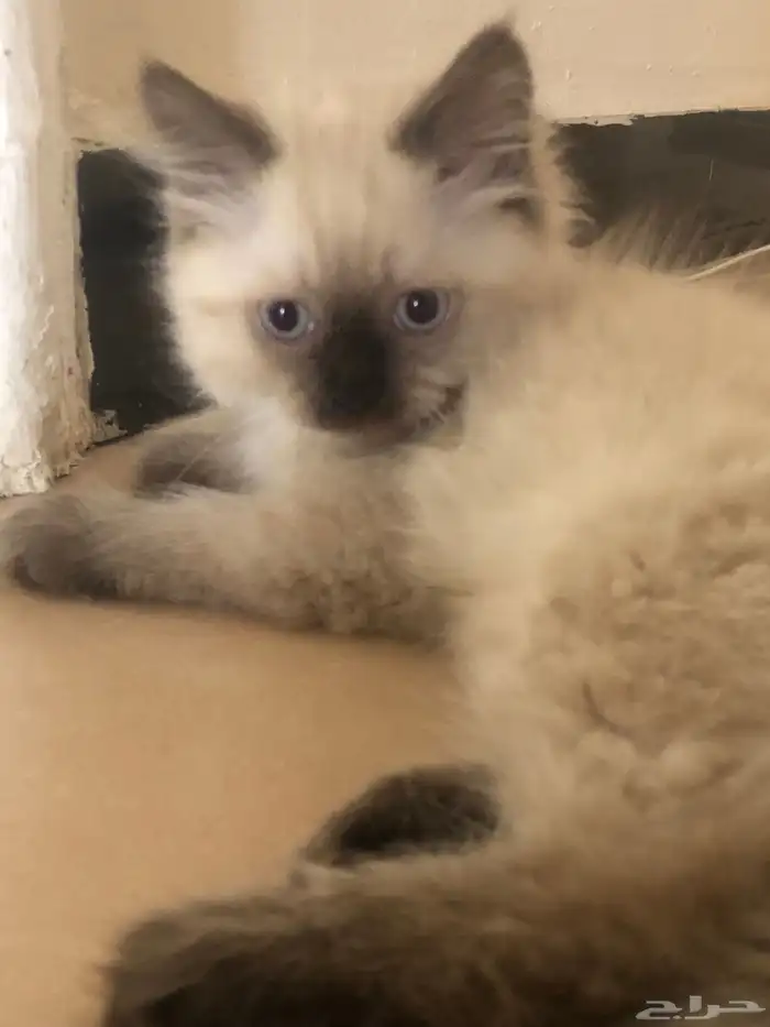 قطوة هملايا 5