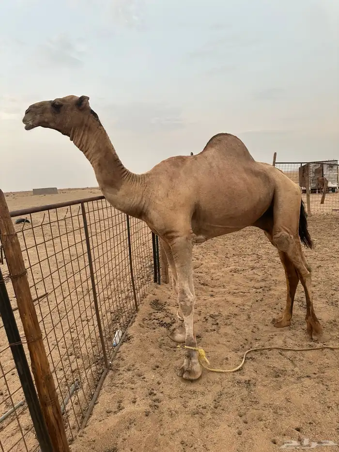 فحل ابل طيب ومشروط 1