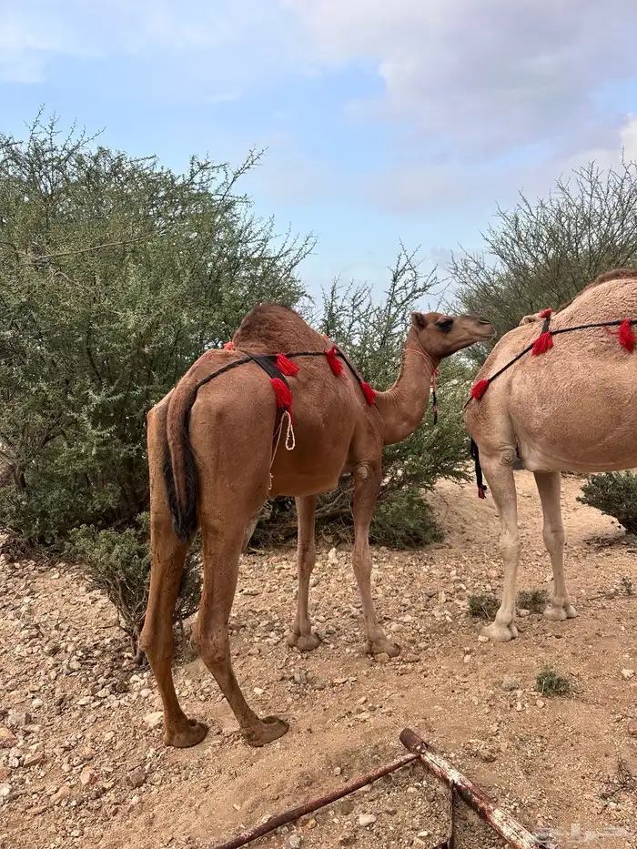 نياق عوادي 5