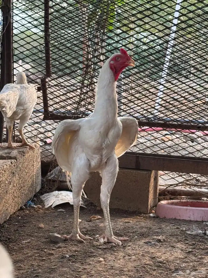 ديك سندي بيور 5