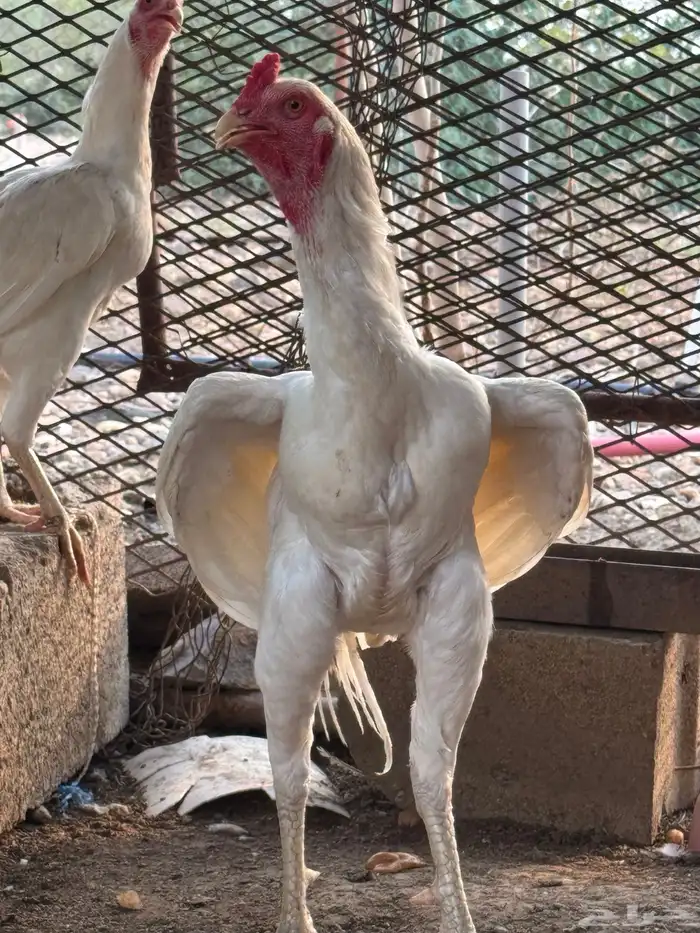 ديك سندي بيور 3