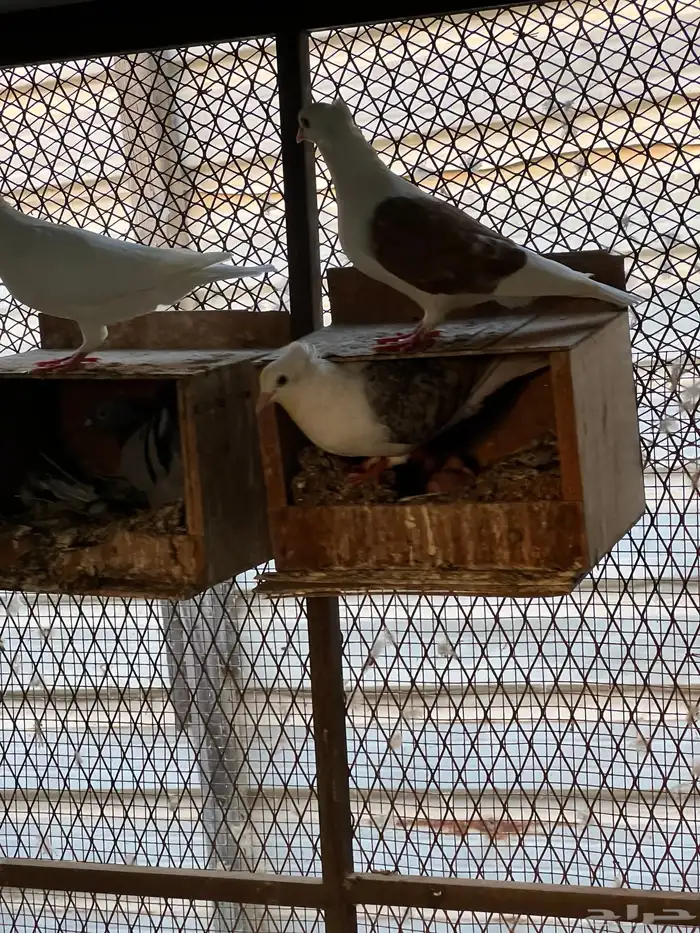 حمام زواجل مشكلة 3