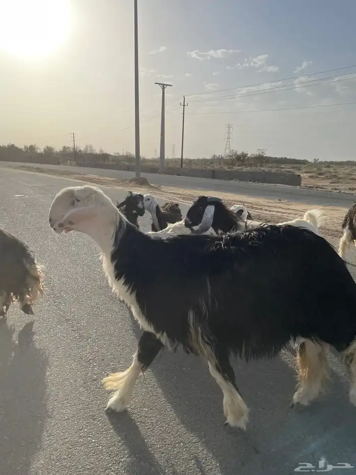 مشروع فحل نجدي فاخر 5