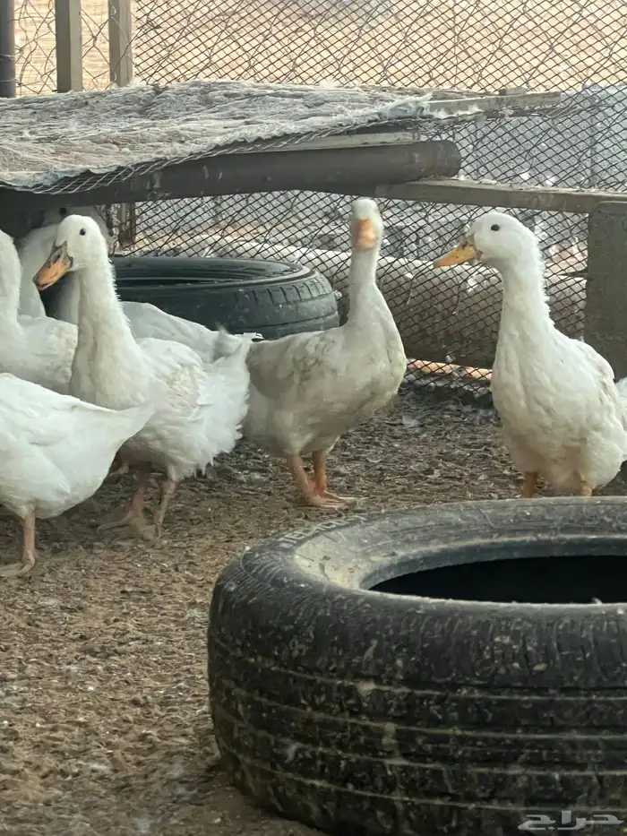 بط بكيني بياض عمره صغير 3