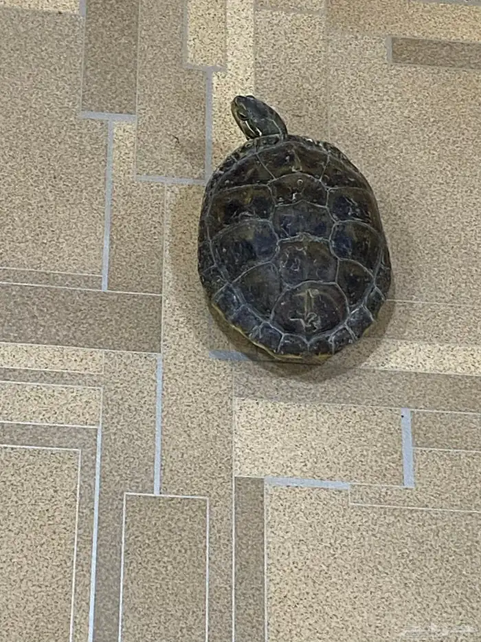 للبيع سلحفاء 1