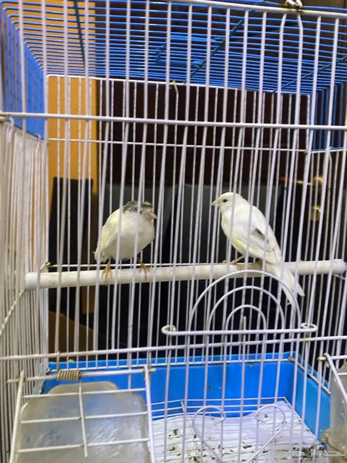 فروخ كناري بيض 4