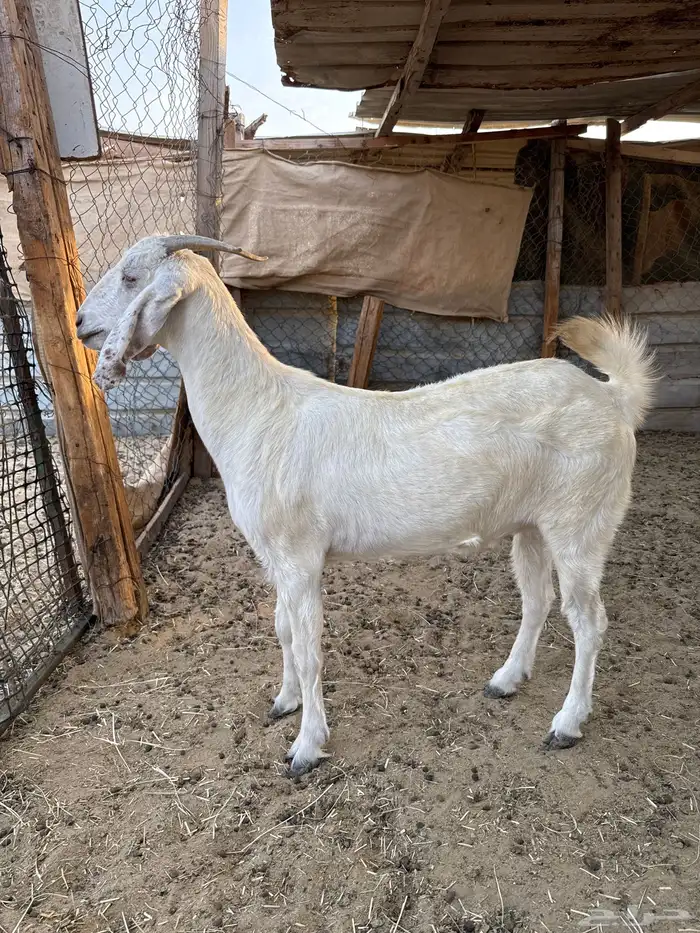 معزا بيشيه 0