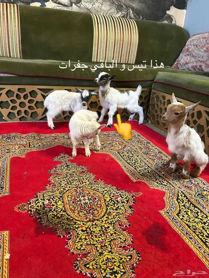 تيوس أمريكيه بيور قزميات 0
