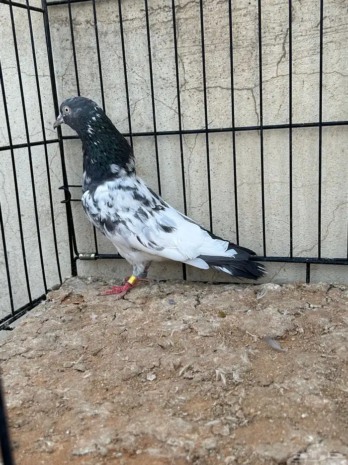 حمام باكستاني تم البيع 3