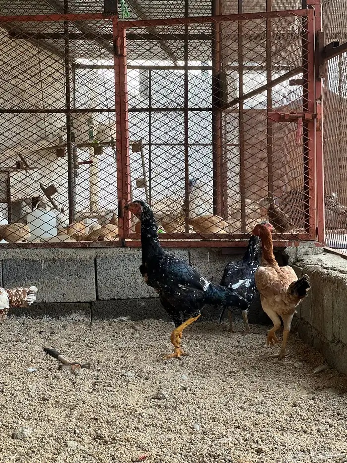 دجاج 2