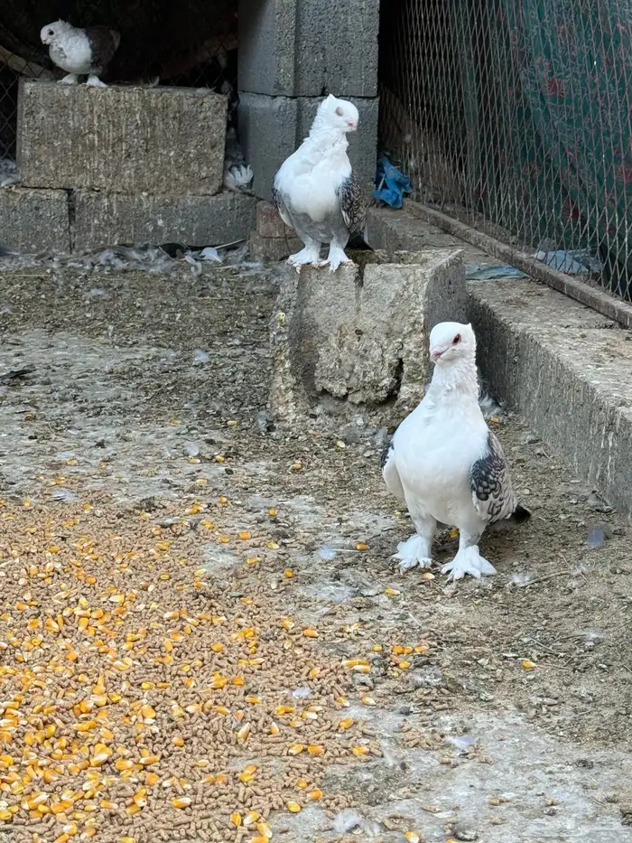 للبيع حمام حب رمان 0