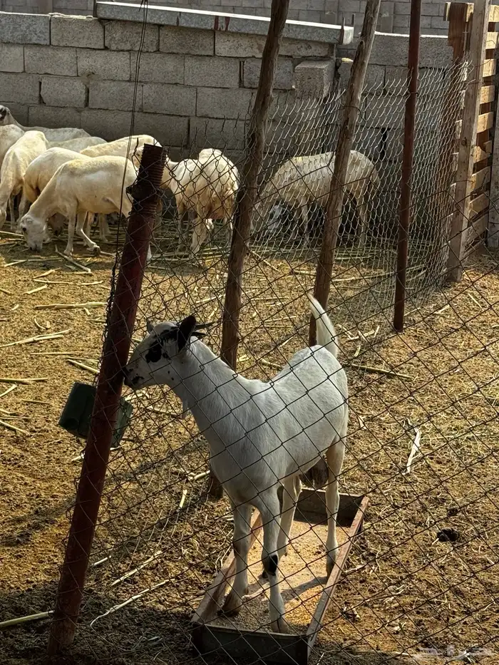 تيس 3