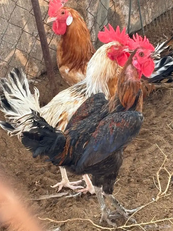 ديكهالعدد4 1