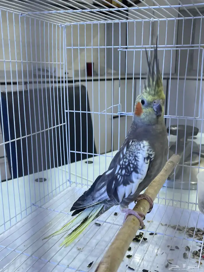 ببغاء أليف للبيع 2