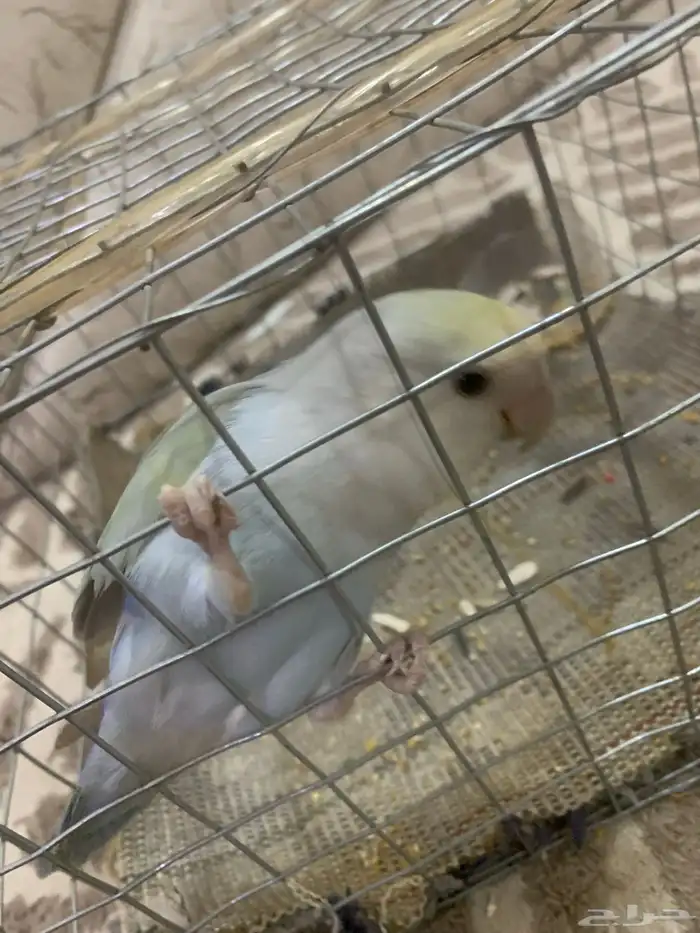 بريده 0
