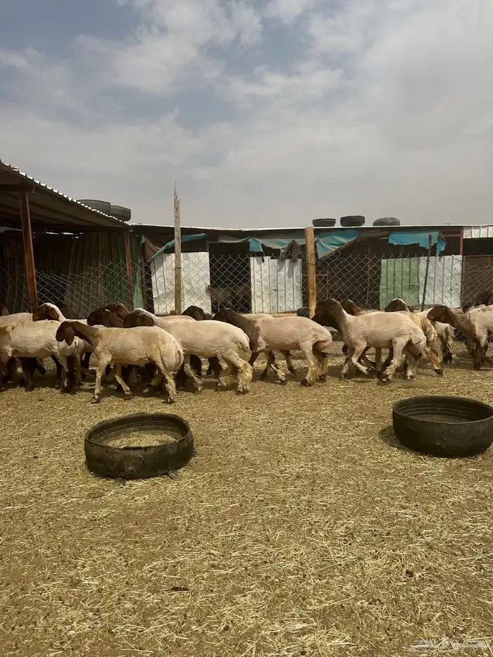 جذعات أنعيم. طيبه اللبييع 13