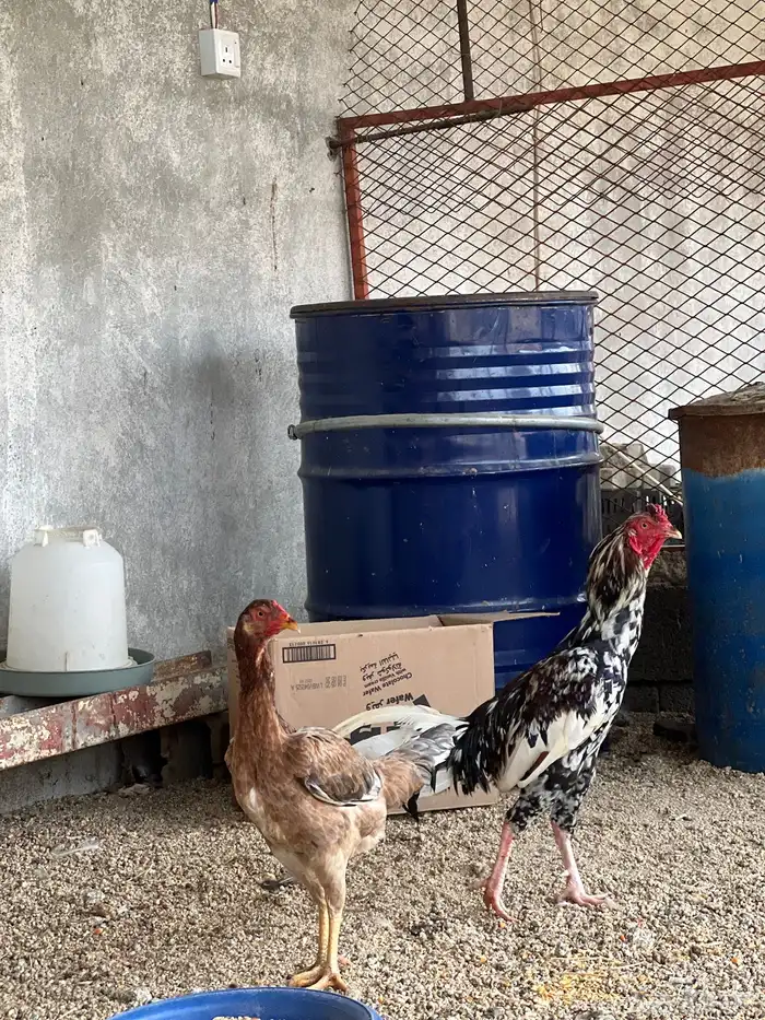 دجاج 0
