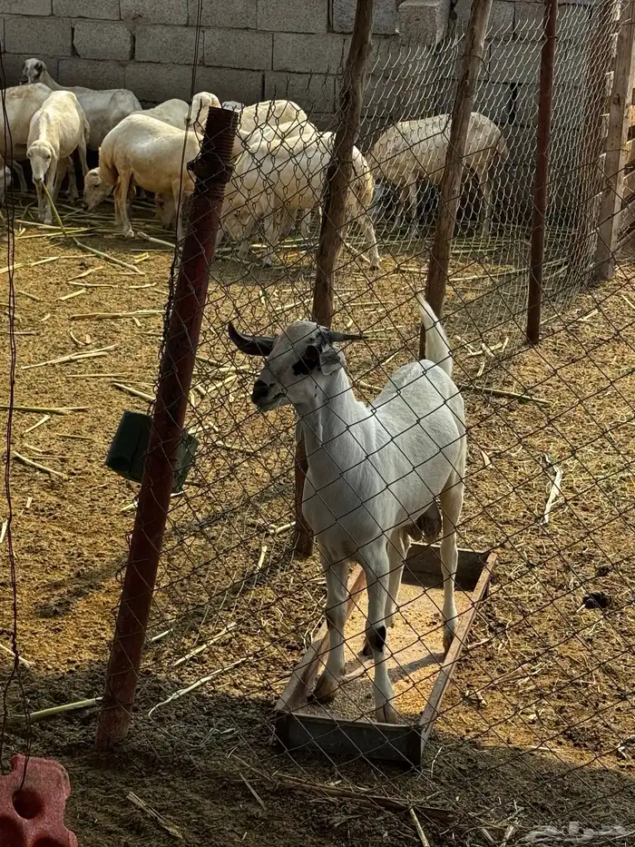 تيس 2