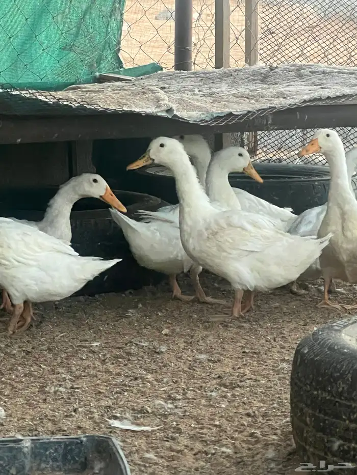بط بكيني بياض عمره صغير 1