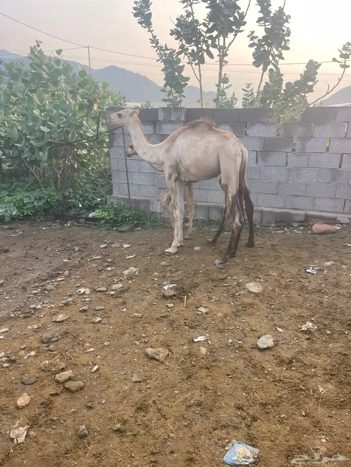 قعدان للبيع 0