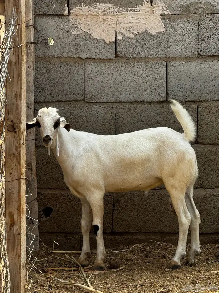 تيس 1