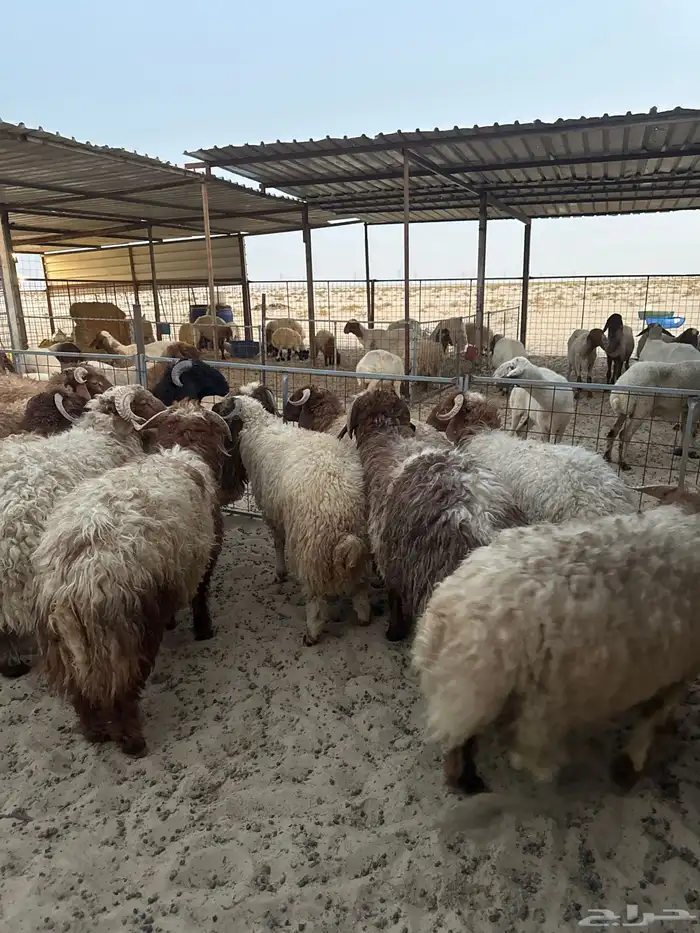ذبايح بريه طيبه 1