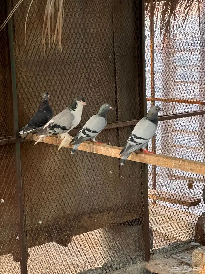 حمام زواجل مشكلة 11