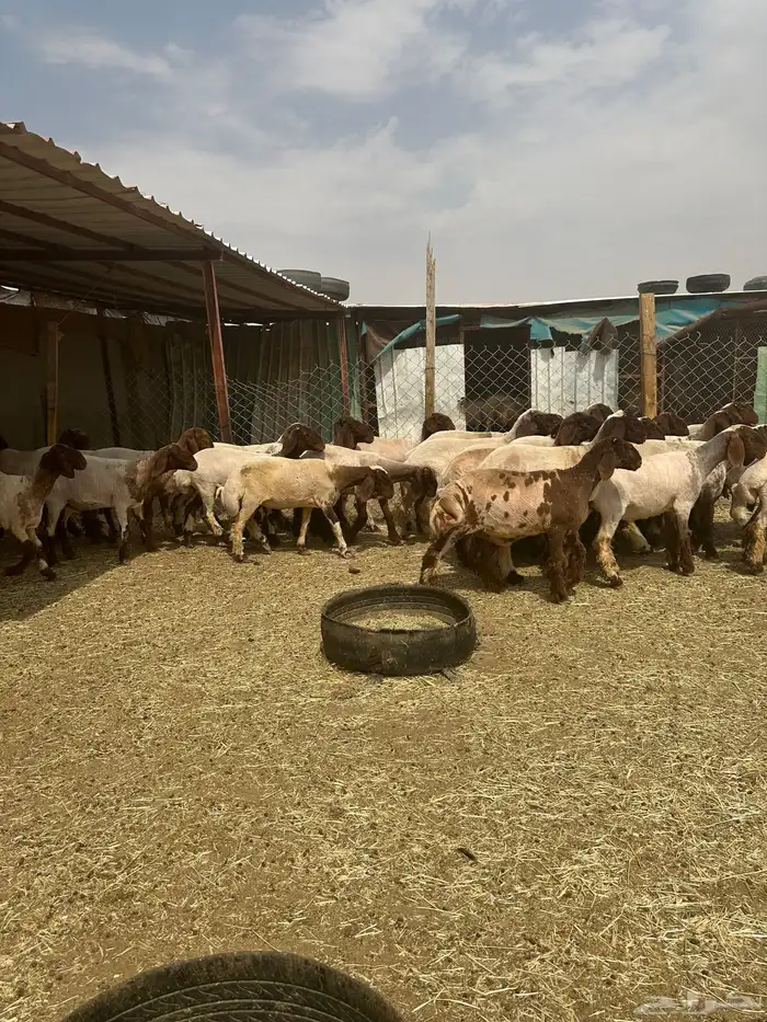 جذعات أنعيم. طيبه اللبييع 0