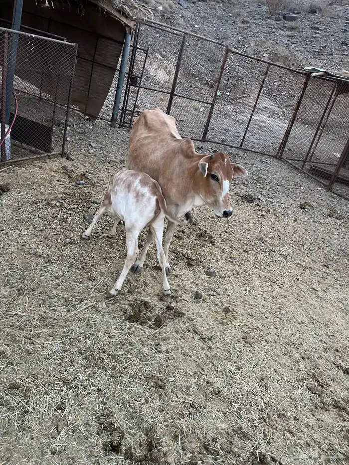 حسيله بكرعليه حسيله حليب كفو ومشروطه من جميع العذاريب 1