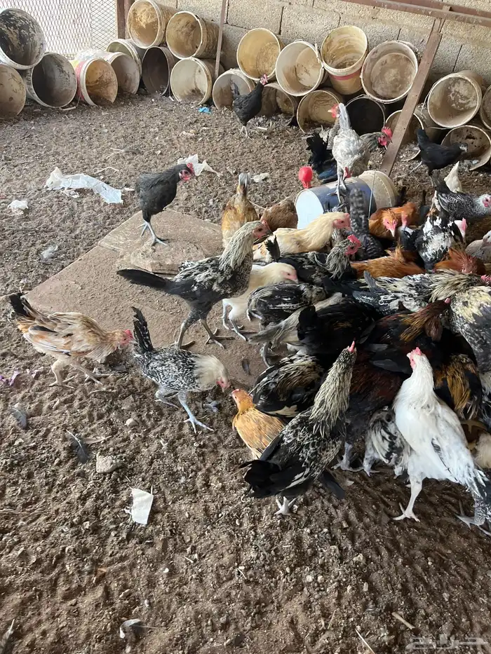 دجاج وديكه 0