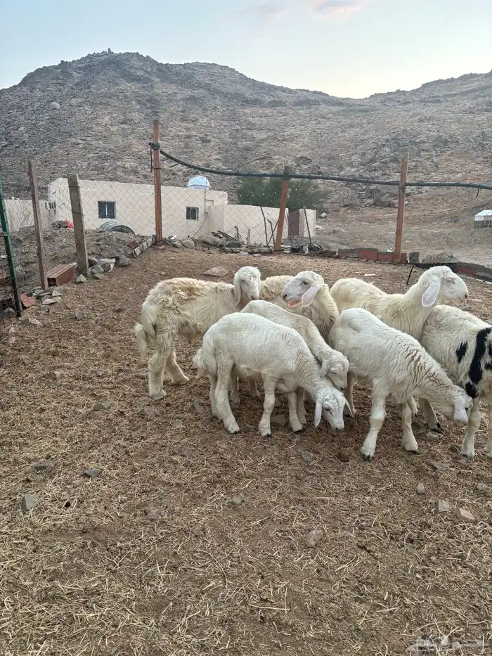 طليان للبيع انتاج المراح 2