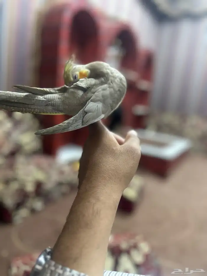 طير كروان اليف لعوب حمامه وهدد ماشاء الله 2