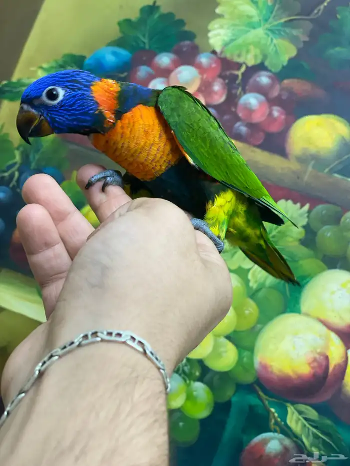 تم البيع فرخ لوري 2