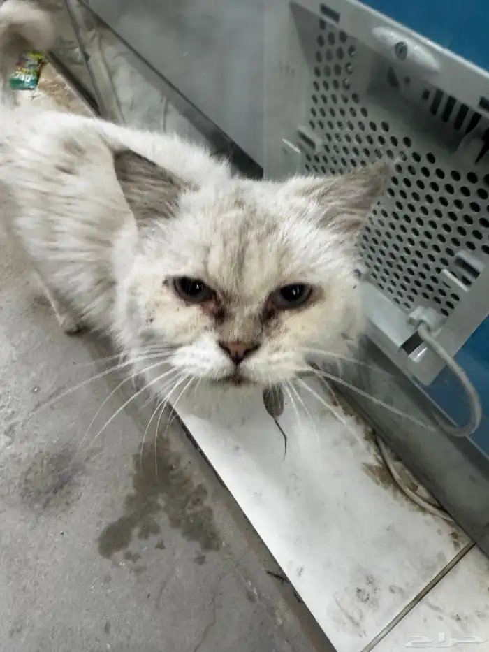 قط مرمي امام هزاز العيون بقالة الطوافين 0