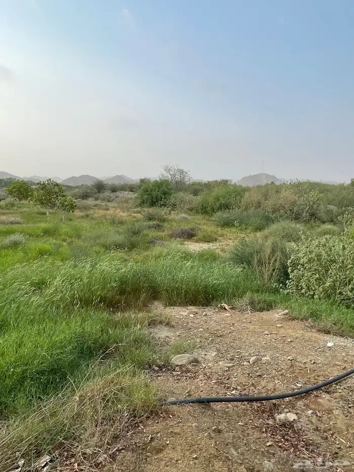 ابغى شيول اجار ثلاث ساعات او ساعتين الاحسبه 0