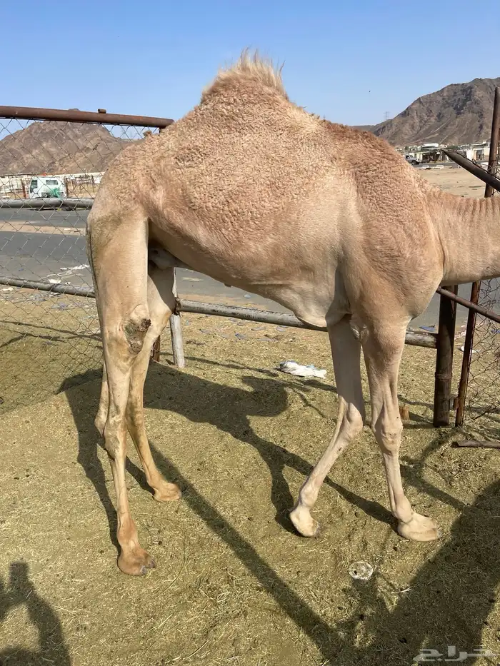 للبيع القعدان الكفو للمبادي وزواجات 4