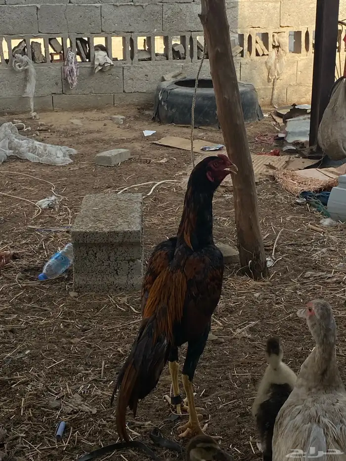 اعرض لكم ديك سندي بيور ثلاث بلكات 0