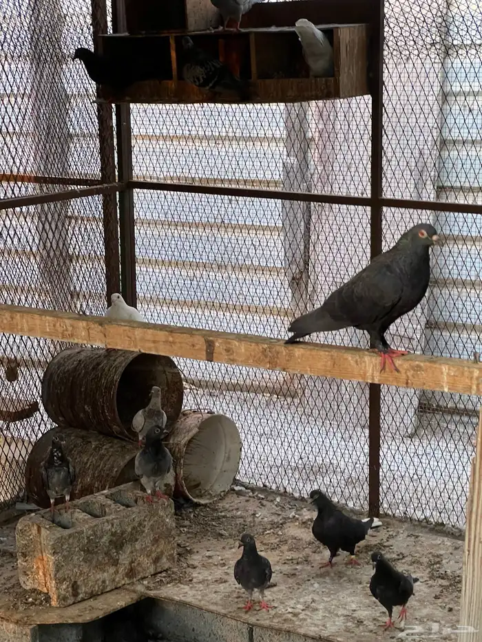 حمام زواجل مشكلة 2