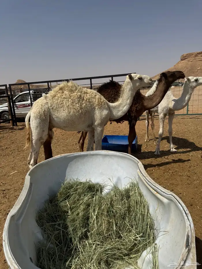 حشو للبيع كلها قعدان 5