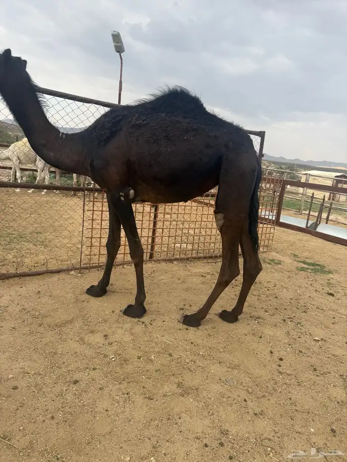 بكرة لقيه 0