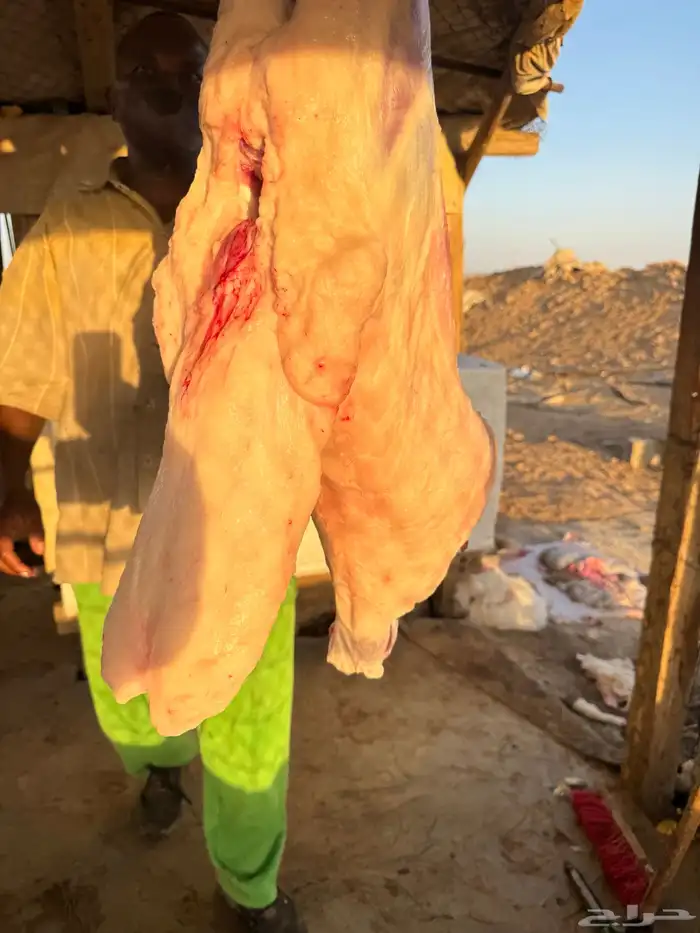 ذبايح رفيدي فل شحم مرابي شرط ووزن 3