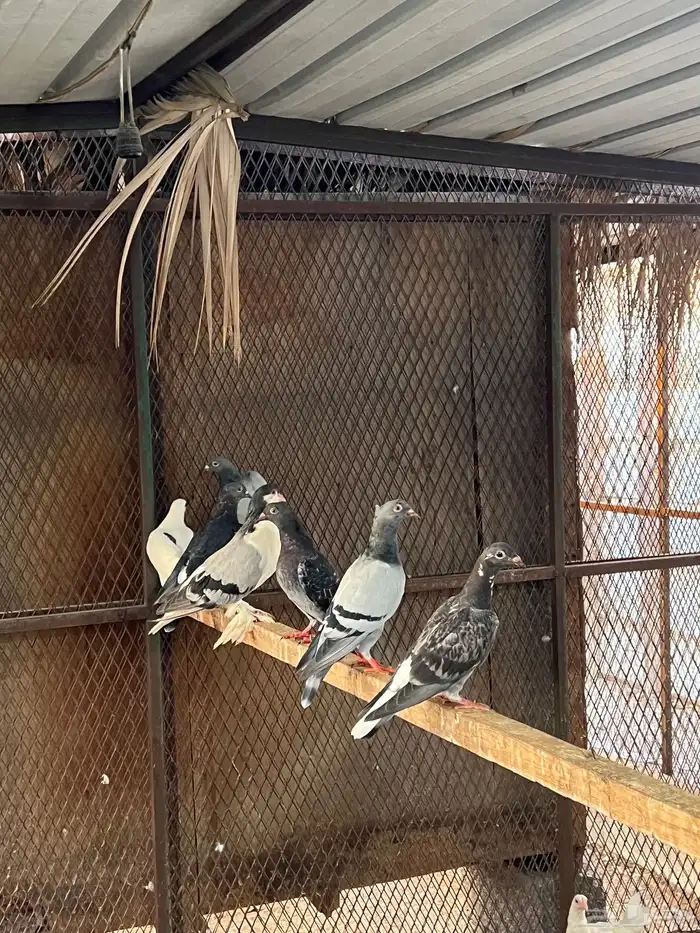 حمام زواجل مشكلة 8